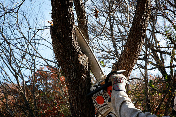 Best Tree Trimming and Pruning  in USA